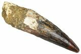 Bargain, Fossil Spinosaurus Tooth - Composite Tip #373909-1